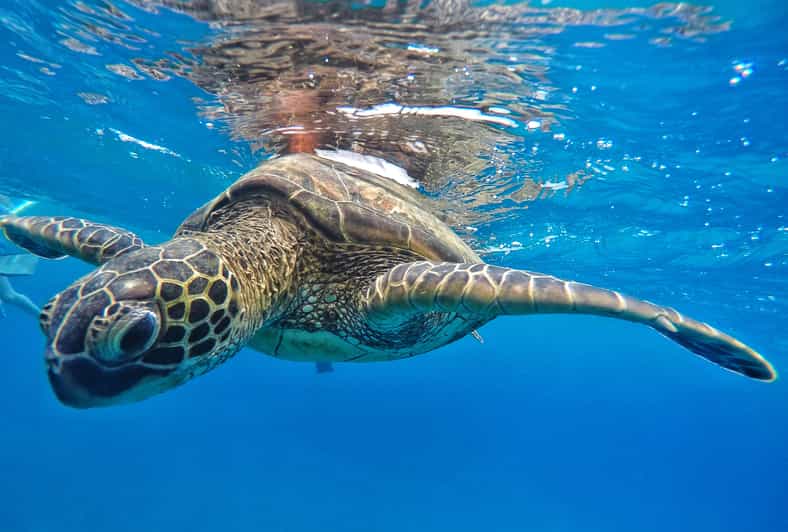Ka'anapali Beach: Coral Reef Snorkel and Turtle Spotting - Key things that make this turtle snorkel work so well