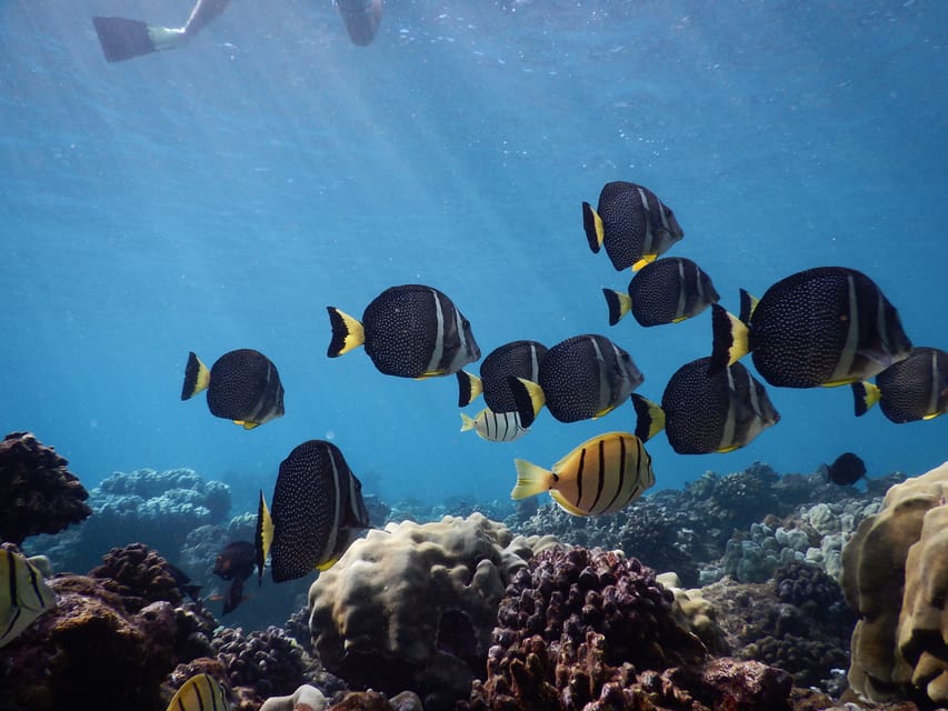 Ka'anapali Beach: Coral Reef Snorkel and Turtle Spotting - A practical packing checklist (so your day stays easy)