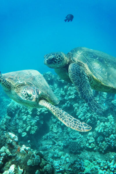 Ka'anapali Beach: Coral Reef Snorkel and Turtle Spotting - From Whaler’s Village to the reef: the part you’ll care about most