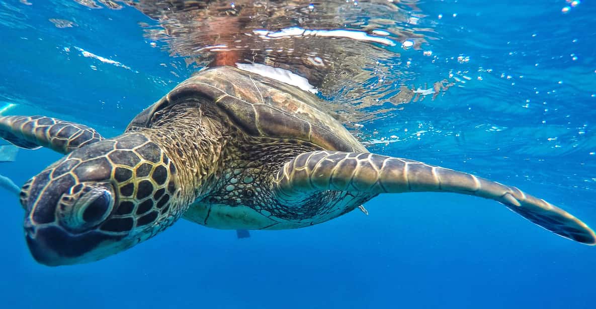 Ka'anapali Beach: Coral Reef Snorkel and Turtle Spotting - Itinerary breakdown: what each segment is really doing for you