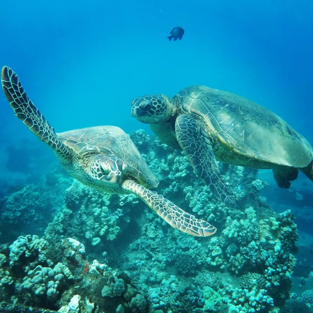 Ka'anapali Beach: Coral Reef Snorkel and Turtle Spotting - Price and value: is $134 really fair for what you get?