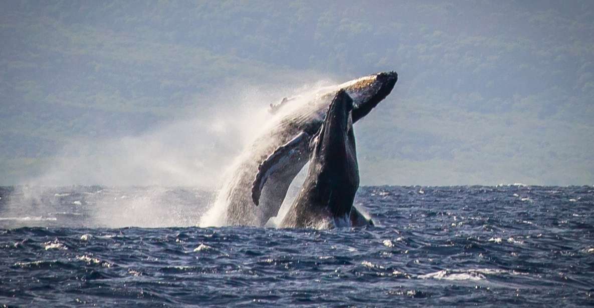 Kaanapali: Whale Watching Cruise with Open Bar - Setting out from Whaler’s Village: easy beach access