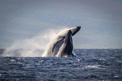 Kaanapali: Whale Watching Cruise with Open Bar - The timing game: why whale-focused hours matter