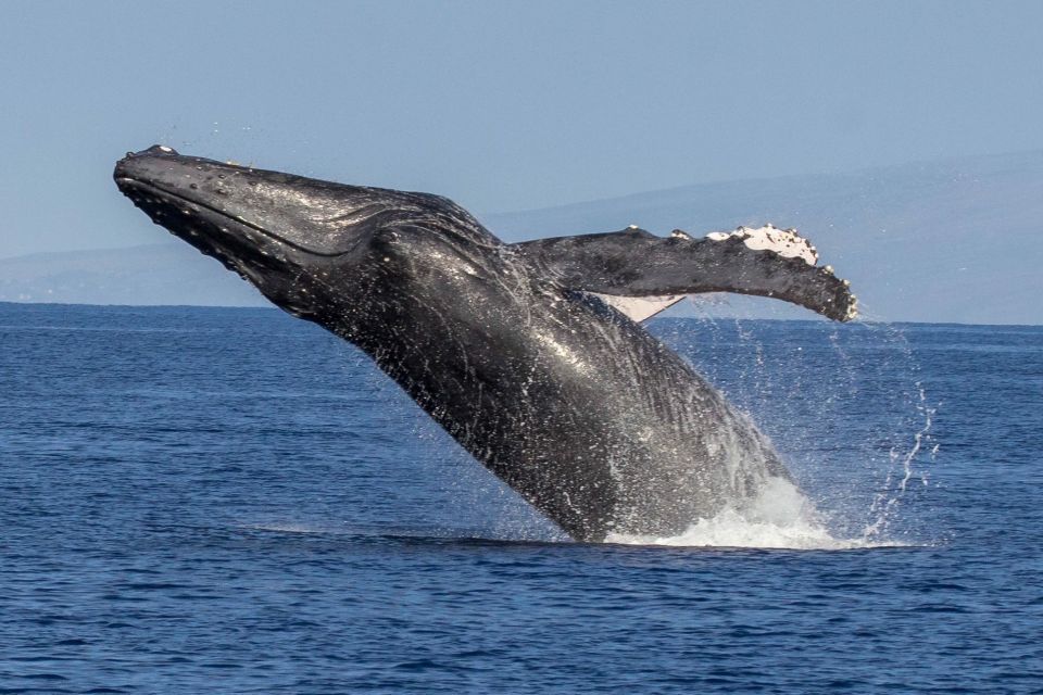 Kaanapali: Whale Watching Cruise with Open Bar - Boat comfort and the practical side of a two-hour cruise
