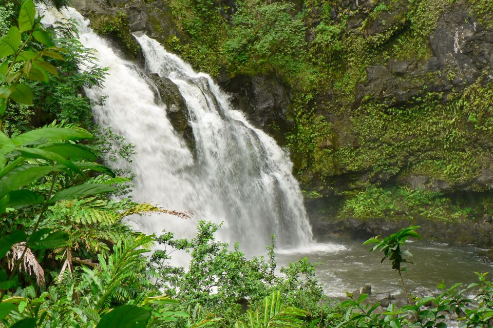 Kahului: Guided Rainforest and Waterfall Walk - Key Highlights You’ll Actually Care About