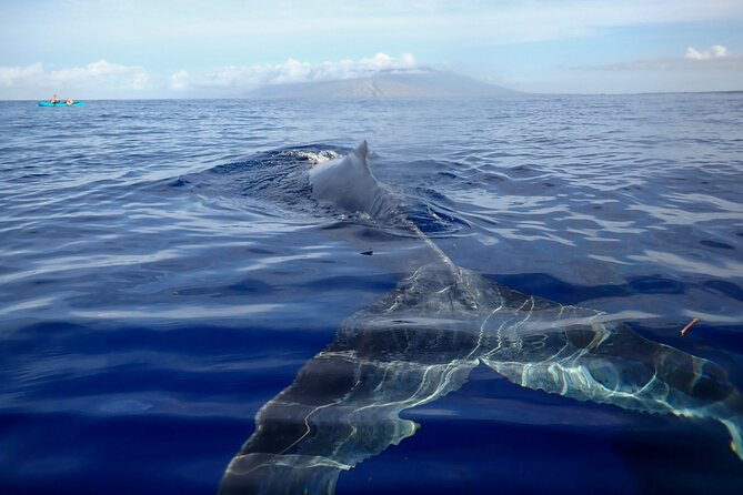 Kayak and Whale Watching Tour - Why a Kayak Changes Whale Watching on Maui
