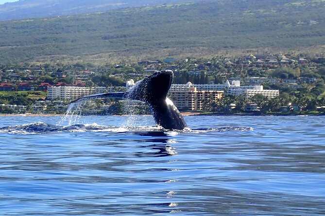 Kayak and Whale Watching Tour - The 7:00 am Makena Landing Park Start (and Why It Matters)