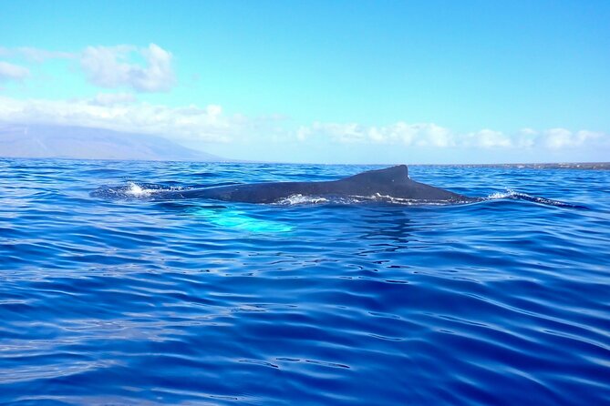 Kayak and Whale Watching Tour - Finding Humpbacks: When the Season Makes or Breaks Your Odds