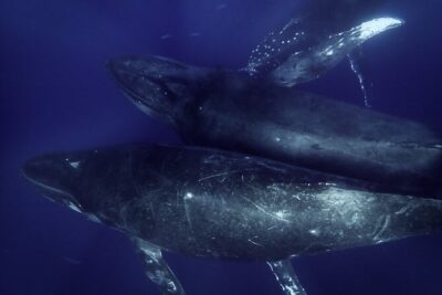 Kayak and Whale Watching Tour - What the 3-Hour Pacing Feels Like on the Water