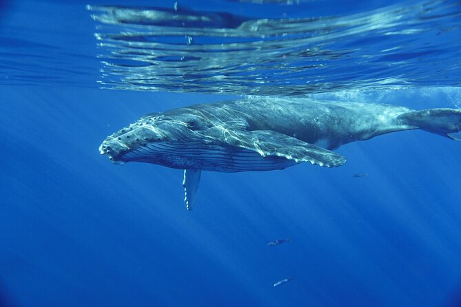 Kayak and Whale Watching Tour - Whale Encounters That People Keep Calling Out