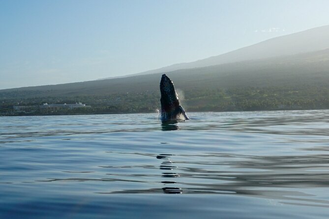 Kayak and Whale Watching Tour - Photos, Water, and the Real Value of the $130 Price