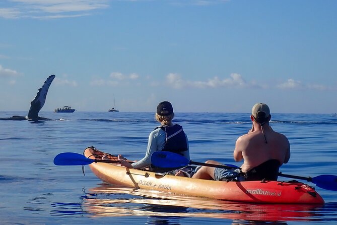 Kayak and Whale Watching Tour - What to Bring and How to Prepare (Without Guessing)