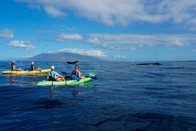 Kayak and Whale Watching Tour - Should You Book This If You’re New to Kayaking?