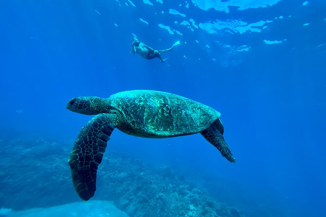 Kayak & Turtle Town Snorkel(Turtles Guaranteed) + Whale Watching - What the “Three Hours” Really Feels Like on the Water