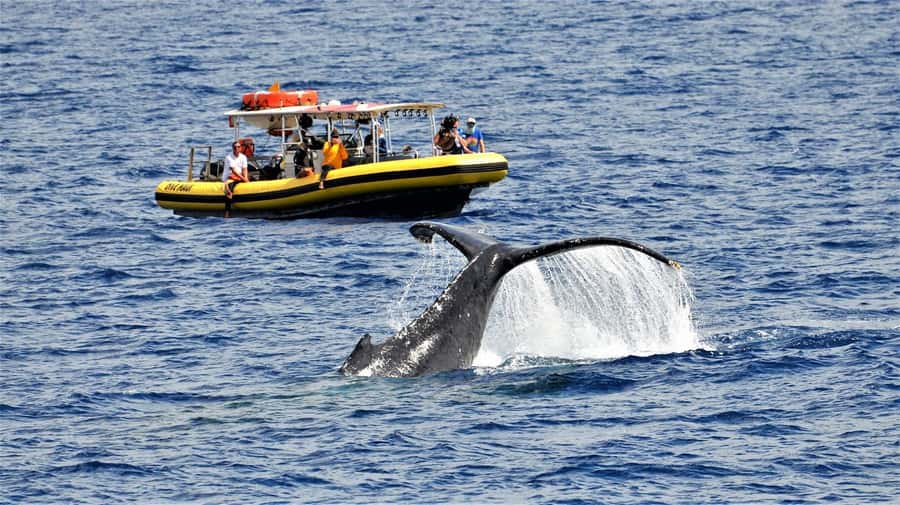 Lahaina: Day or Sunset Whale Watching Tour with Naturalist - Key points to know before you go