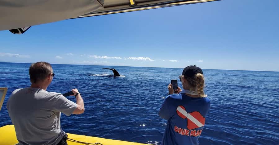Lahaina: Day or Sunset Whale Watching Tour with Naturalist - Where you start: Dive Maui at 1223 Front St