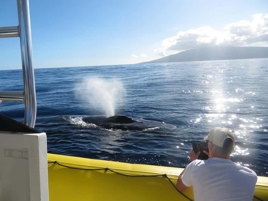 Lahaina: Day or Sunset Whale Watching Tour with Naturalist - Up close on a custom inflatable raft (and what that means for you)
