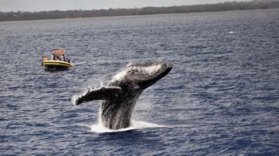 Lahaina: Day or Sunset Whale Watching Tour with Naturalist - The Maui Nui whale sanctuary plan: how the crew finds whales