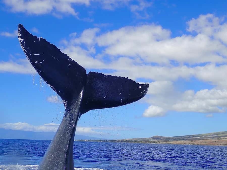Lahaina: Day or Sunset Whale Watching Tour with Naturalist - Who should book this tour (and who should skip it)