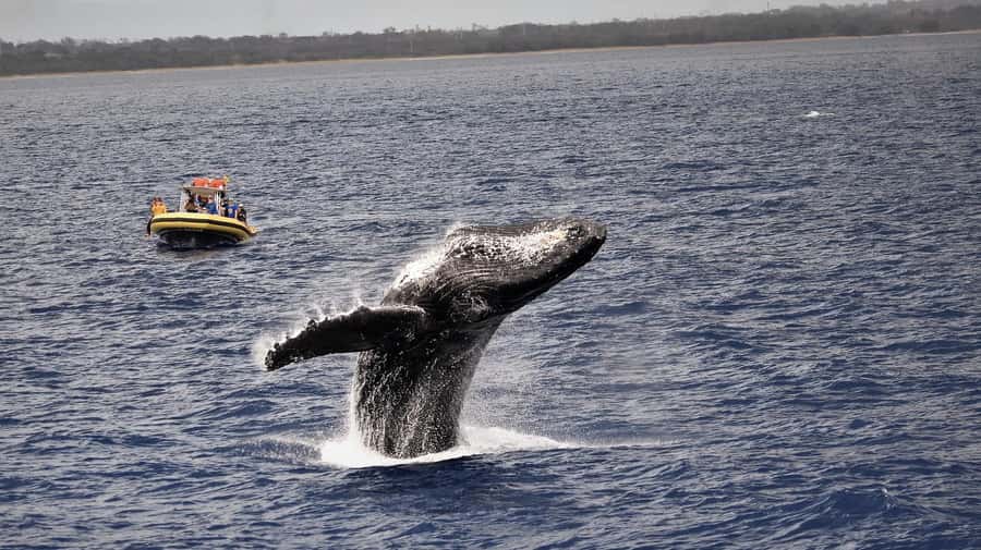 Lahaina: Day or Sunset Whale Watching Tour with Naturalist - The Maui Nui whale sanctuary plan: how the crew finds whales
