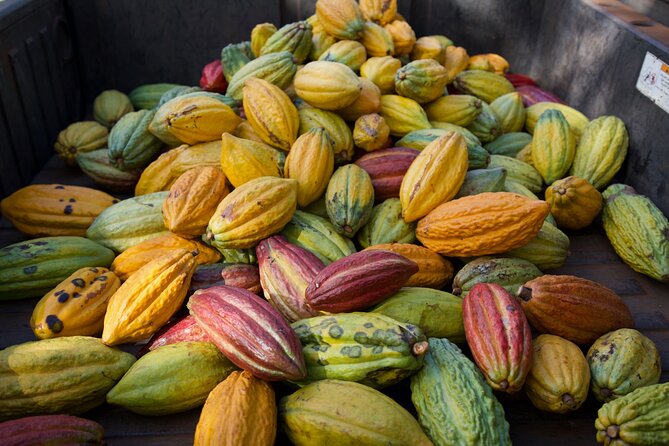 Lahaina: Maui Ku'ia Estate Guided Cacao Farm Tour and Tasting - Treehouse Tasting: Where the Flavors Make Sense