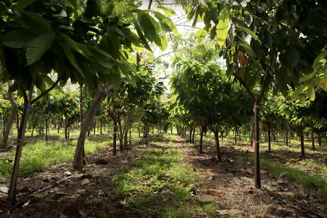 Lahaina: Maui Ku'ia Estate Guided Cacao Farm Tour and Tasting - The Logistics That Can Change Your Comfort Level