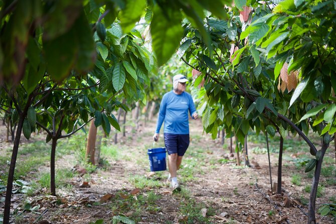 Lahaina: Maui Ku'ia Estate Guided Cacao Farm Tour and Tasting - Should You Book This Maui Cacao and Chocolate Tour?