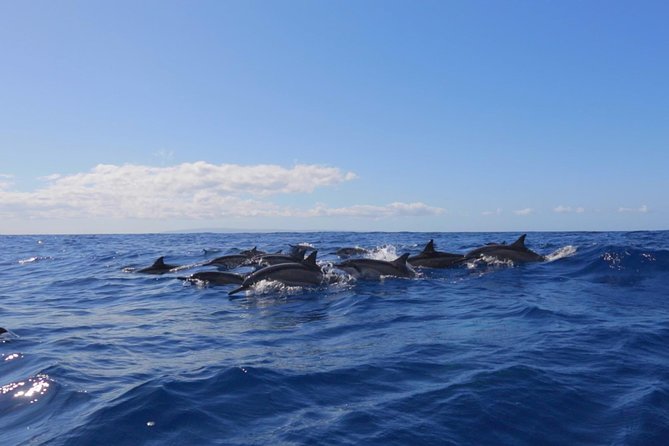 Lanai Deluxe Dolphin Adventure & 3 Snorkel Sites - Stop 1 at Lanai: Reefs, Cliffs, and the Feeling of Changing Coastlines