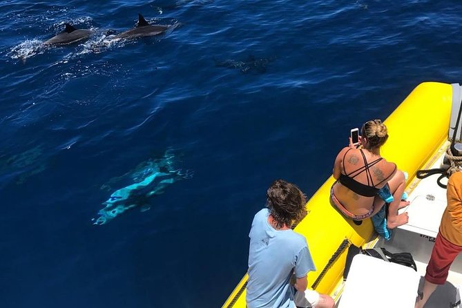 Lanai Deluxe Dolphin Adventure & 3 Snorkel Sites - Snorkel Gear and Flotation Devices: Easy Entry for Beginners, Real Talk for Open Water