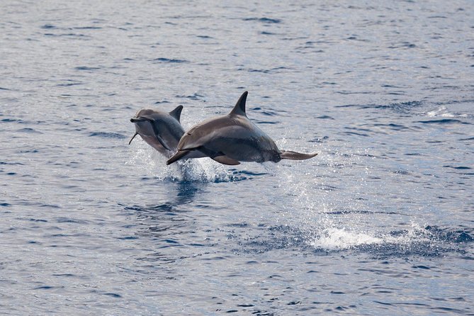 Lanai Snorkel and Dolphin Watch from Maalaea - Why Maalaea Harbor makes Lanai feel easier