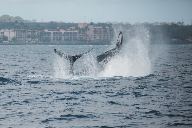 Luxury Catamaran Whale Watch - Why the onboard whalesong hydrophone changes the whole experience