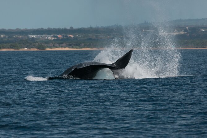Luxury Catamaran Whale Watch - The crew vibe: friendly, organized, and tuned to your comfort