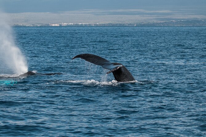 Luxury Catamaran Whale Watch - Timing, boarding, and the practical stuff that can trip you up