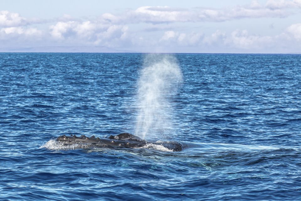 Ma'alaea Harbor: Whale Watching Tour Aboard Power Catamaran - Underwater hydrophone: hearing whale songs on a live cruise