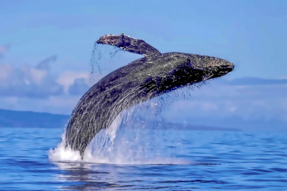 Ma'alaea Harbor: Whale Watching Tour Aboard Power Catamaran - What the 2-hour cruise feels like: a simple, focused schedule