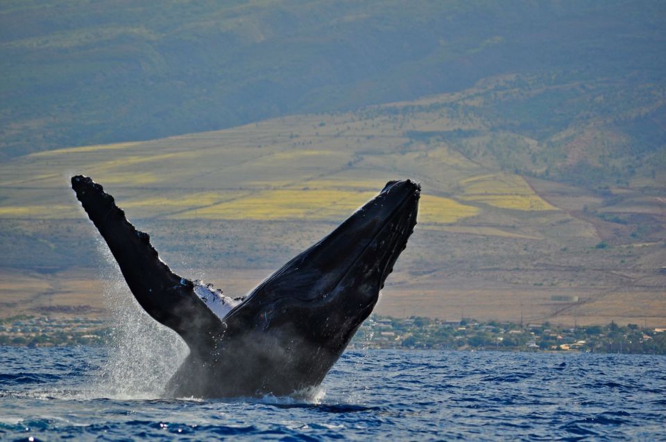 Ma'alaea Harbor: Whale Watching Tour Aboard Power Catamaran - Drinks, snacks, and the onboard vibe