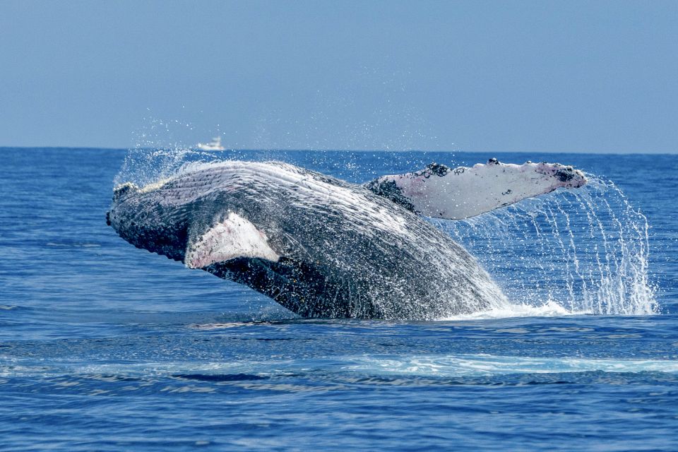 Ma'alaea Harbor: Whale Watching Tour Aboard Power Catamaran - Double-deck layout and comfort that actually helps your whale spotting