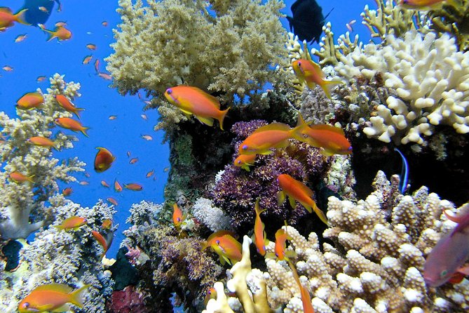 Makena Turtle Town Eco Adventure in Maui - Key points before you book
