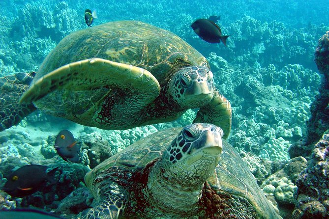 Makena Turtle Town Eco Adventure in Maui - Gear and instructions: easy setup, fewer surprises