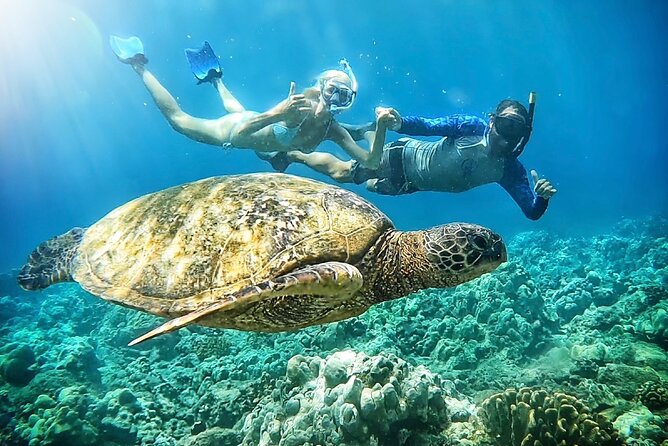 Marine Biologist Guided Snorkel Tour from Shore at Turtle Town - Key things that make this Turtle Town snorkeling work