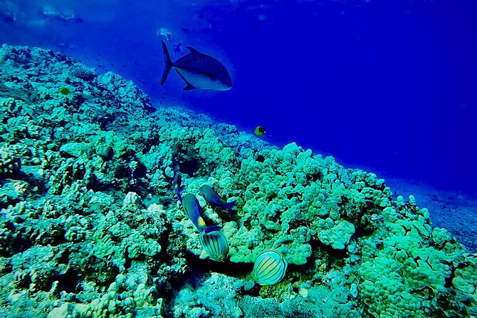 Marine Biologist Guided Snorkel Tour from Shore at Turtle Town - Snorkel 101 on sand: your safety basics before you swim out