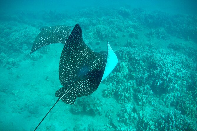 Marine Biologist Guided Snorkel Tour from Shore at Turtle Town - Turtle spotting and the conservation wrap-up