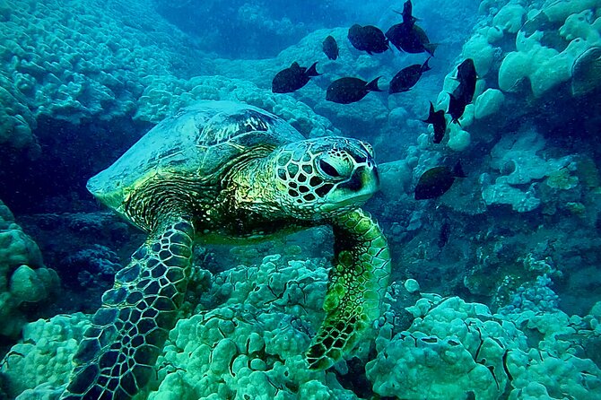 Marine Biologist Guided Snorkel Tour from Shore at Turtle Town - Photos included: why the picture stops are part of the value