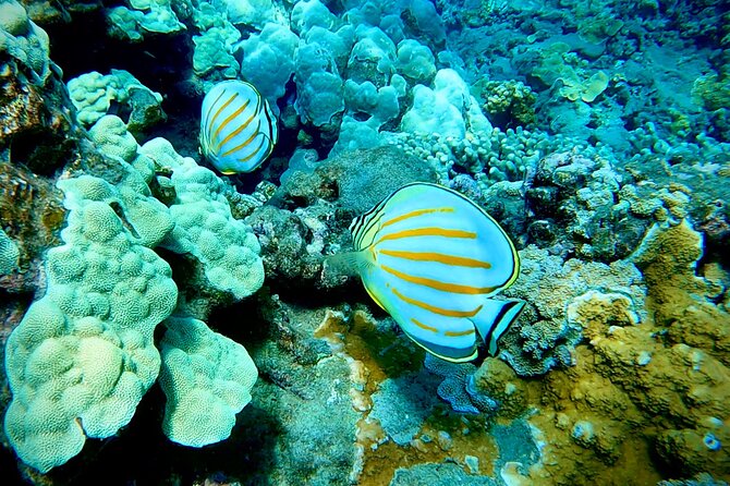 Marine Biologist Guided Snorkel Tour from Shore at Turtle Town - Who should book this Turtle Town snorkeling, and who should skip it