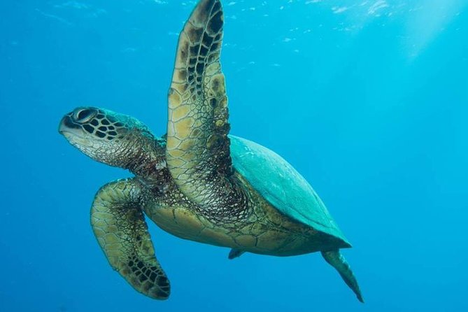 Maui Certified Shore Diving from Lahaina - Key Highlights You’ll Care About
