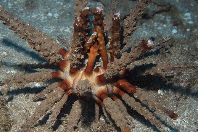 Maui Certified Shore Diving from Lahaina - Lahaina Reef Time, With a Real Learning Focus