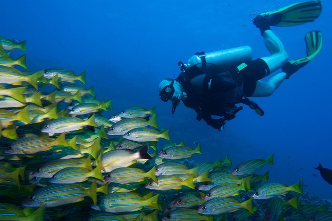 Maui Certified Shore Diving from Lahaina - What the 2 Hours 15 Minutes Usually Covers