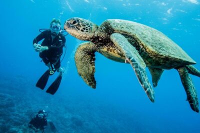 Maui Certified Shore Diving from Lahaina - The Meet-Up Reality: Address Is Not the Final Answer