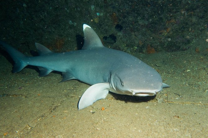 Maui Certified Shore Diving from Lahaina - The Guide Matters: Names to Remember