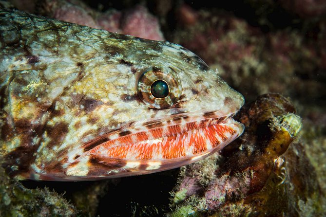 Maui Certified Shore Diving from Lahaina - No-Fly Rules and the 18-Hour Wait